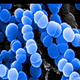 Close-up of blue spherical bacteria clustered together on a dark background, shown under a microscope.